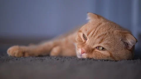 A cat lying on the carpet Video stock 175221501