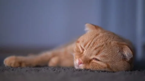 A cat lying on the carpet Stock Footage 175221736