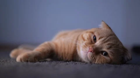 A cat lying on the carpet Video stock 175221767
