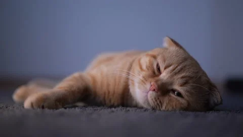 A cat lying on the carpet Stock Footage 175222002