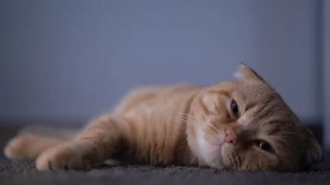 A cat lying on the carpet 動画素材 175222152