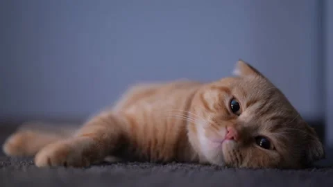 A cat lying on the carpet Stock Footage 175222200