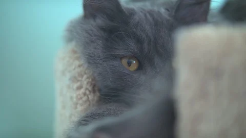 Cat Lying in Cattree Looking At Camera Stock Footage 89950530