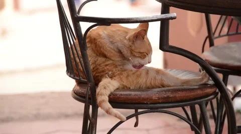 A cat lying on a chair cleaning itself by licking on a warm sunny day. Stock Footage 49678644
