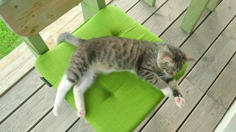 Cat Lying on the Chair Stock Footage