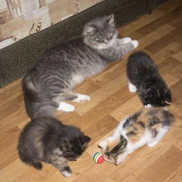 The cat is lying in a circle with three kittens Stock Photos