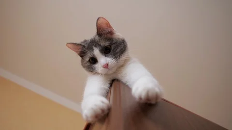 Cat is lying on the closet Stock Footage 105845405