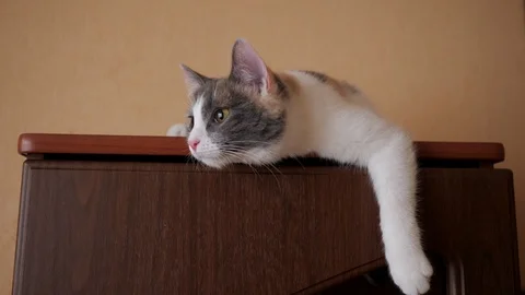 Cat is lying on the closet Stock Footage 105845469