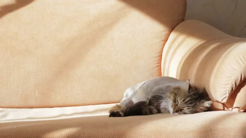 Cat lying on the couch and basking in the sun beating through the window Stock Footage 104864128