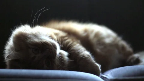 Cat Lying On Couch and Looking Camera Stock-Footage 96242328