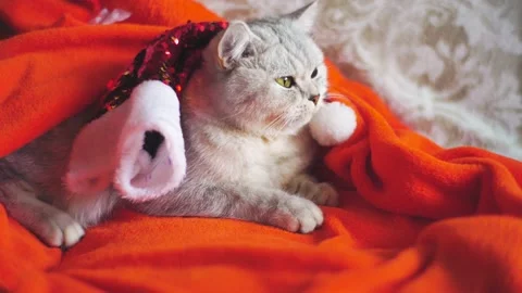 The cat is lying on the couch and playing with toys. Stock Footage 172550824