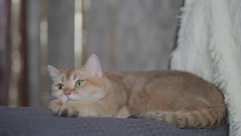 The cat is lying on the couch and playing Stock Footage 267834340