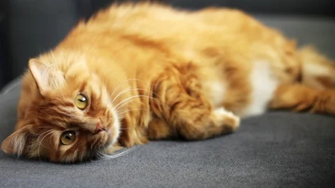 Cat lying on couch and turning his head quickly Stock Footage 96246328