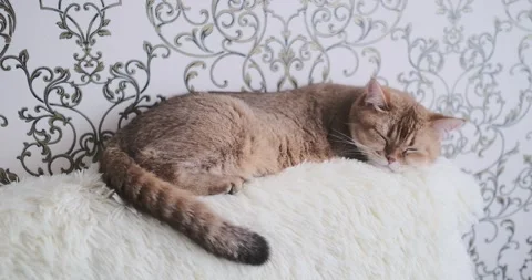 The cat is lying on the couch Stock Footage 267835461