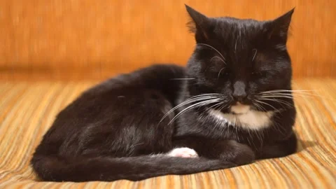 The cat is lying on the couch. He opens his eyes and looks at the camera. 4K Stock Footage 121011609