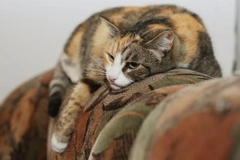 Cat lying on the couch Stock Photos