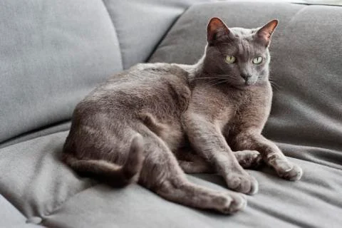 Cat lying on a couch Stock Photos