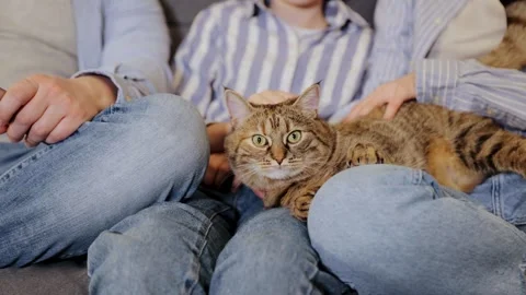 The cat is lying on the couch watching TV, the family is sitting on a sofa Stock Footage 265104775