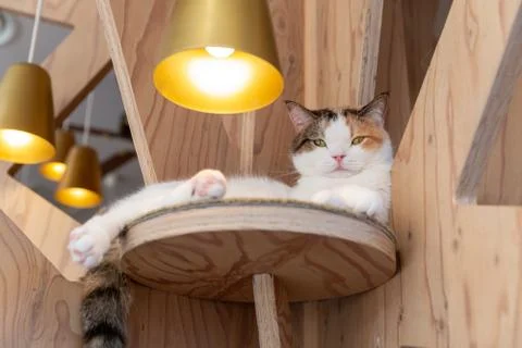 Cat Lying Down Up Above on a Cat Jungle Gym Stock Photos