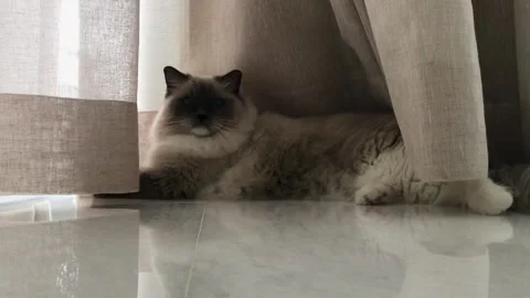 A cat that is lying down and looking at the camera Video stock 155357420