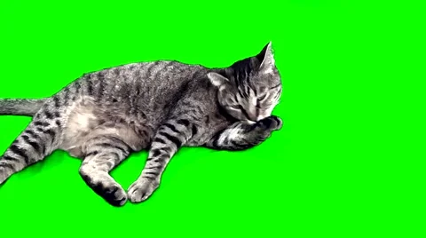 Cat Lying Down and Staring Around - Green Screen - HD - 60fps 動画素材 40173848