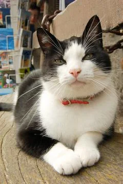 Cat lying down on a bench Stock Photos