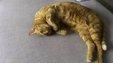 Cat lying down on couch then stretching Stock Footage 245423860
