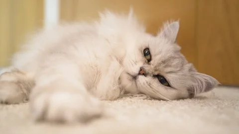 Cat lying down with eyes watching Stock Footage 100434349