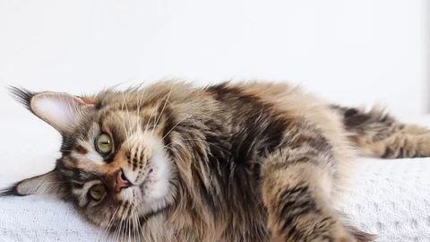 Cat lying down Stock Footage 115951577