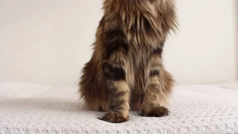 Cat lying down Stock Footage 115951582