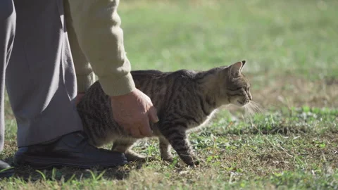 Cat lying down on grass caressed by old man in the countryside yard Vidéo 256239680