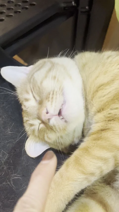 The cat is lying down with its mouth open, appearing content and relaxed. Stock Footage 306229604