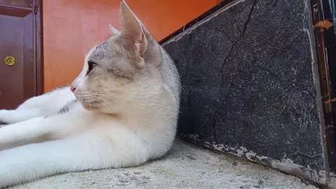 Cat is lying down. looking around then leaning back facing the camera Stock Footage 271166346