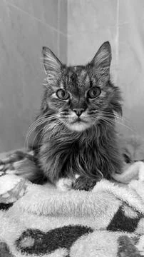 Cat lying down looking forward Stock Photos