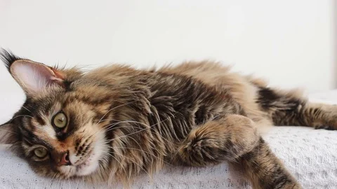 Cat lying down pawing camera Stock Footage 115951567