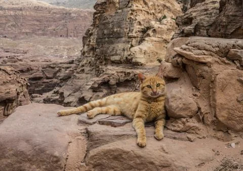 Cat lying down in Petra Stock Photos