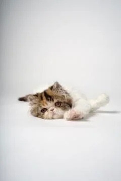 Cat lying down Stock Photos