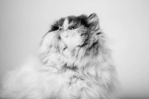 Cat lying down Stock Photos