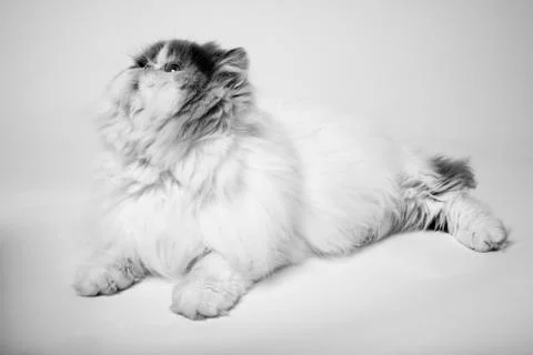 Cat lying down Stock Photos