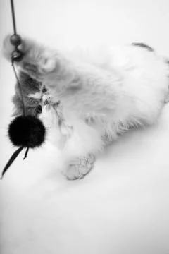 Cat lying down Stock Photos