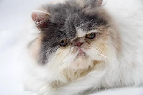 Cat lying down Stock Photos