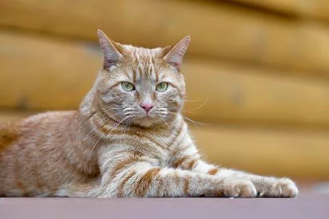 Cat Lying down Stock Photos