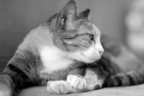 Cat lying down Stock Photos