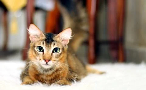 Cat lying down Stock Photos