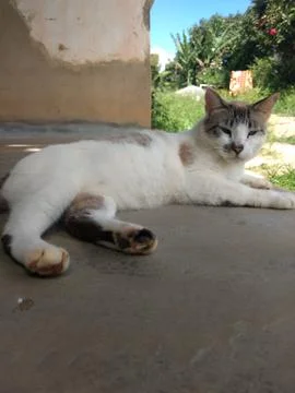 Cat lying down Stock Photos