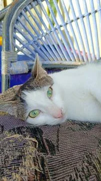 Cat lying down Stock Photos