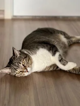 Cat lying down Fotos de archivo