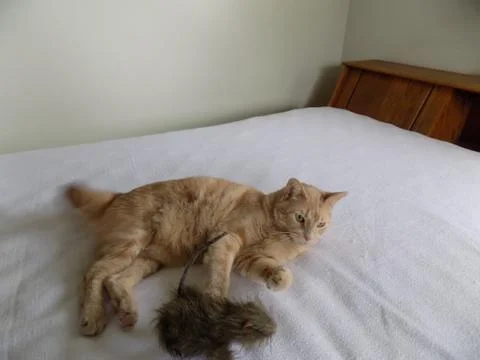 Cat lying down playing with toy rat Stock Photos