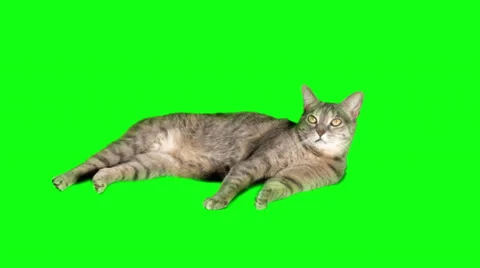 Cat Lying down Resting in front of Green Screen Chroma Key Backdrop Stock Footage 27760903