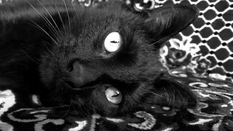 Cat Lying Down On The Sofa With Eyes Open Stock Photos